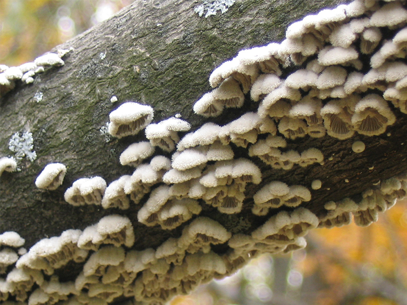 White Rot Fungi is also known as whtie stringy rot fungi